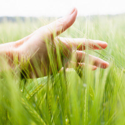 Ressources renouvelables