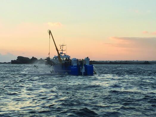 Source alternative pour les produits à base d'alginate